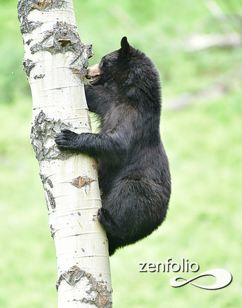 black bear climbing an aspen tree (10)
