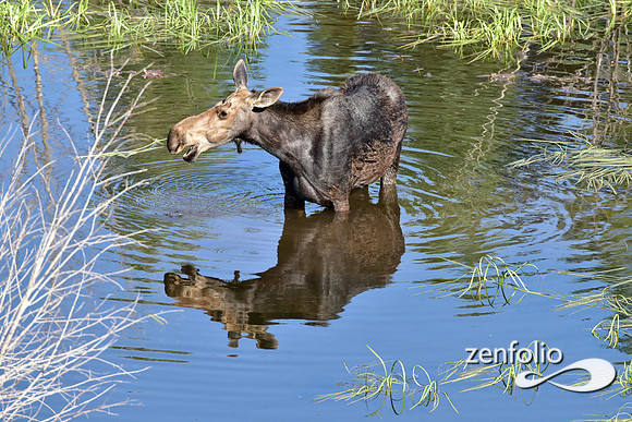 moose reflection (2)