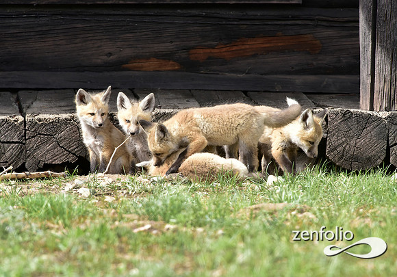 mother fox with her 6 kits (3)