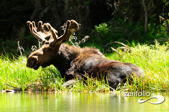 riverside bull moose.