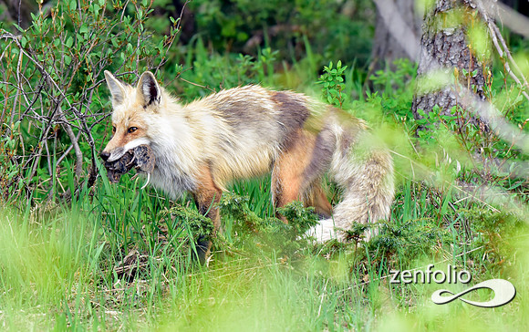 red fox (5)