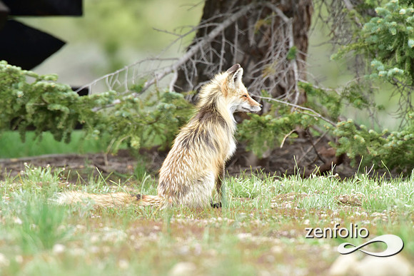 mother fox with her 6 kits (29)