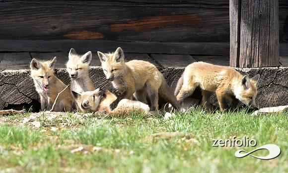 mother fox with her 6 kits (5)