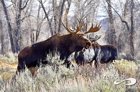teton national park moose (111)