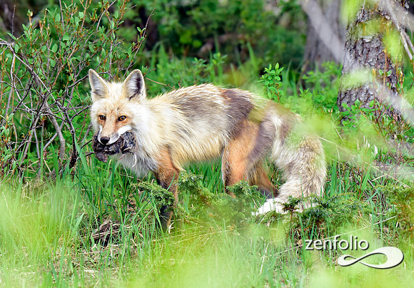 red fox (6)