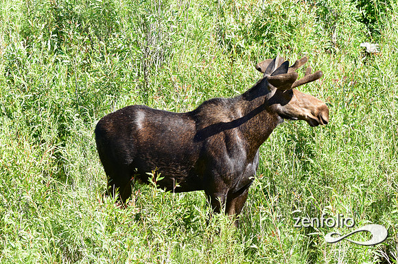 bull moose in velvet (8)