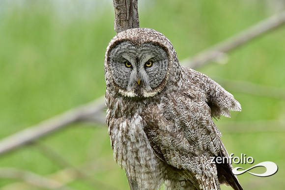 great grey owl (4)