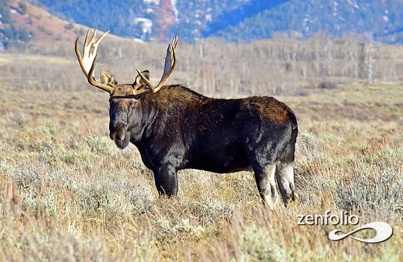 teton national park moose (463)