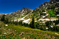 cascade canyon wildflowers.
