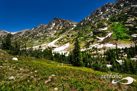 cascade canyon wildflowers.