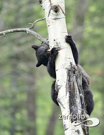 black bear climbing an aspen tree (6)