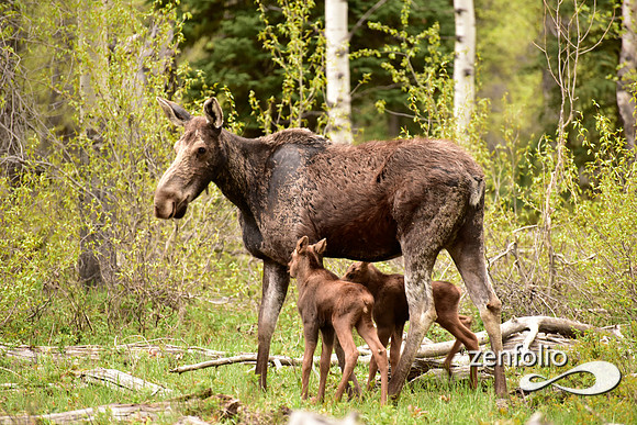 moose with calves (4)