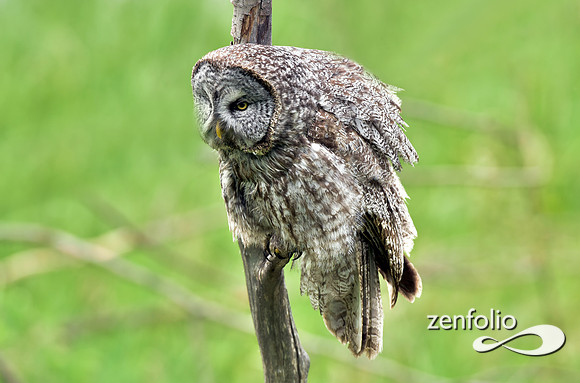 great grey owl (8)