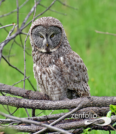 great grey owl (12)