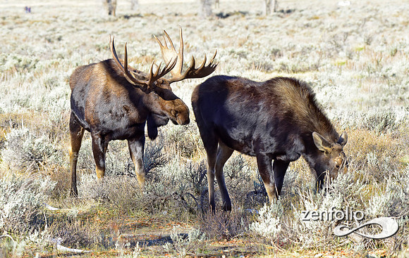 teton national park moose (36)