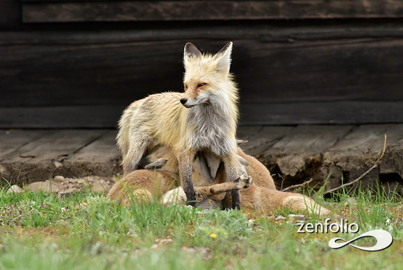 mother fox with her 6 kits (13)