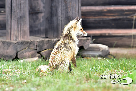 mother fox with her 6 kits (27)