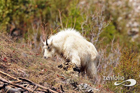 mtn.goat.