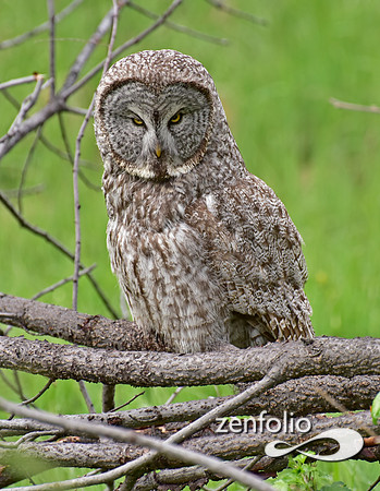 great grey owl (13)