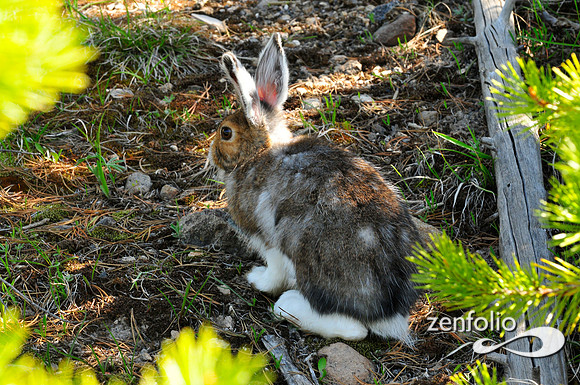 snowshoe hare,spring,2012.