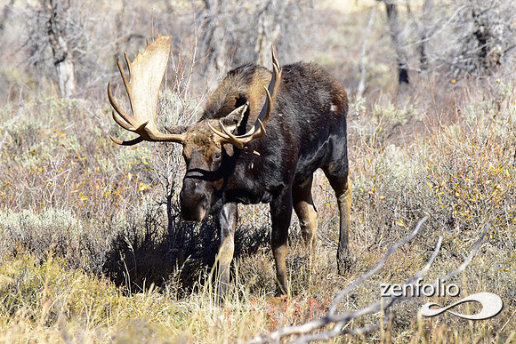 teton national park moose (201)