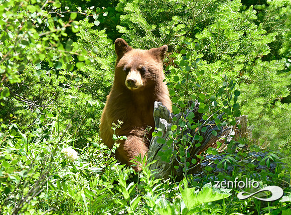 cinamon bear (1)