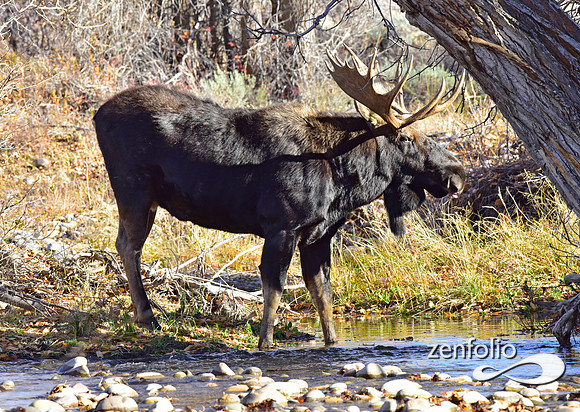 teton national park moose (441)