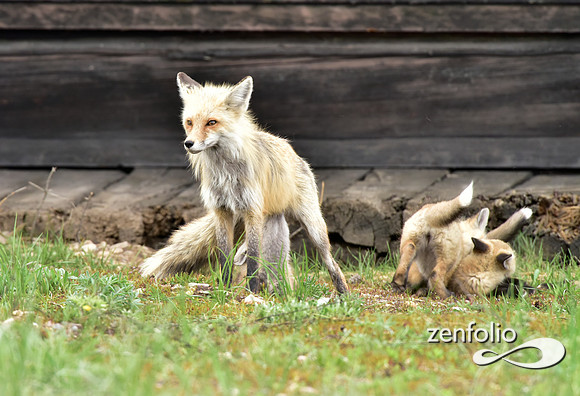 mother fox with her 6 kits (24)