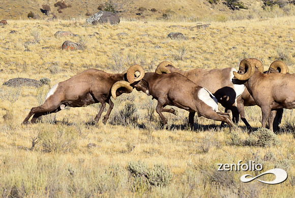 bighorn rams (4)