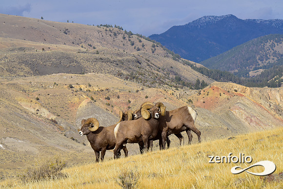 bighorn sheep (85)
