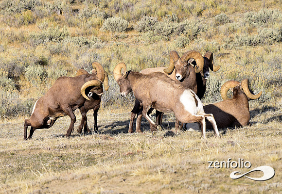 bighorn rams (7)