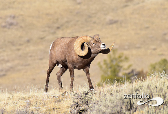 bighorn rams (1)