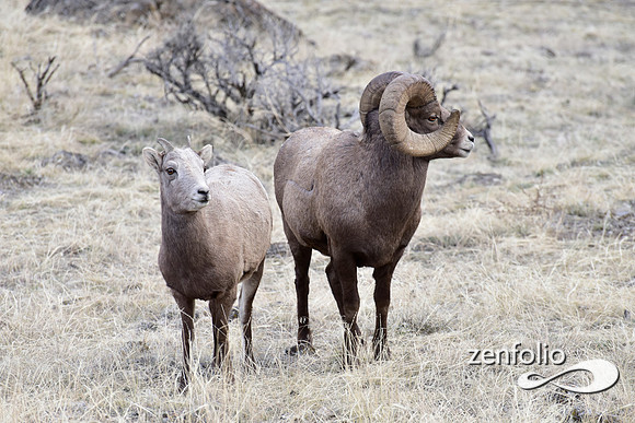 bighorn rams (12)