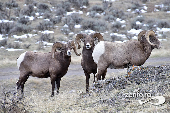 bighorn rams (13)