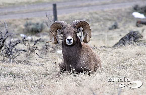 bighorn rams (8)