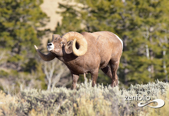 bighorn rams (3)