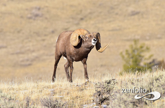 bighorn rams (6)