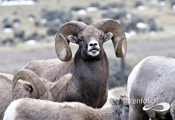 bighorn rams (15)