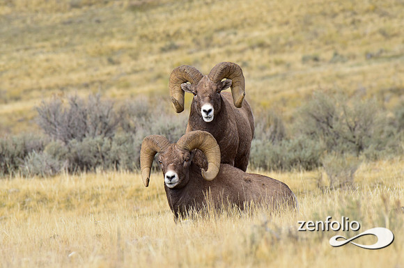 bighorn sheep (54)