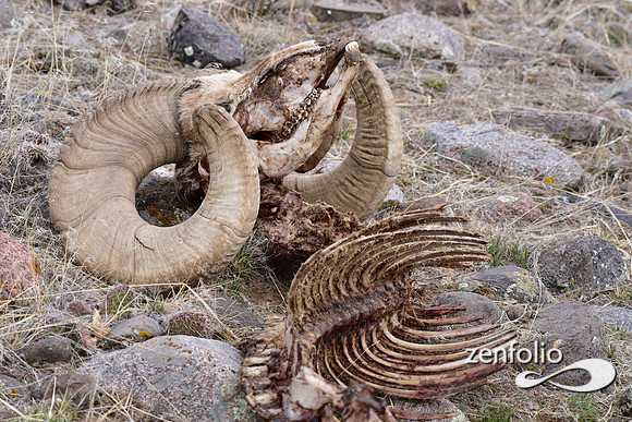 bighorn ram skeletal remains (1)