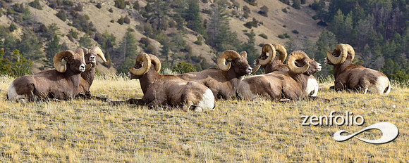 bighorn sheep panorama