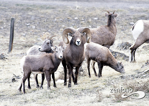 bighorn rams (6)