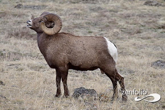 bighorn rams (14)