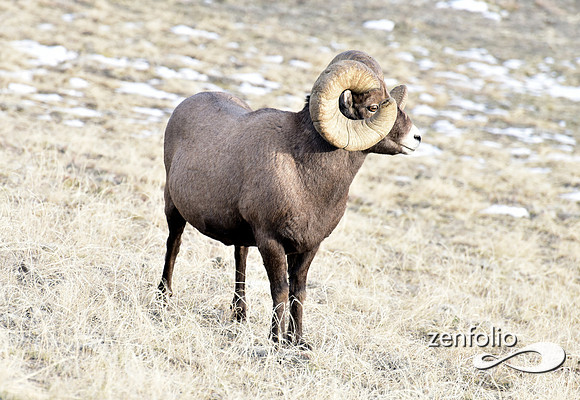 bighorn rams (1)