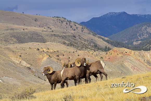 bighorn sheep (87)