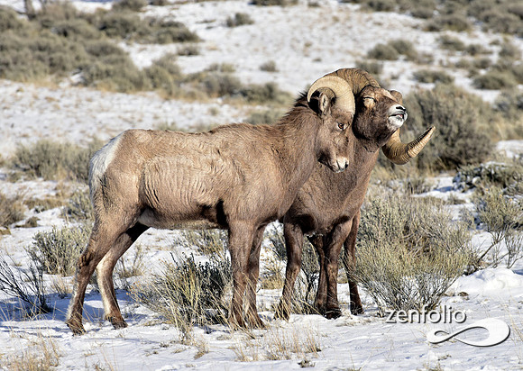 bighorn sheep (19)