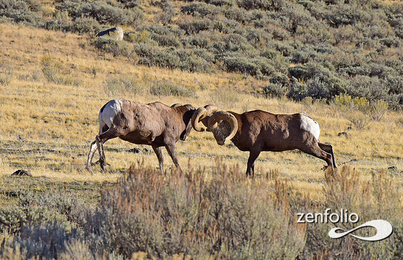 bighorn rams (3)