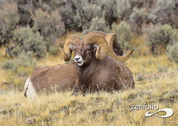 bighorn sheep (5)