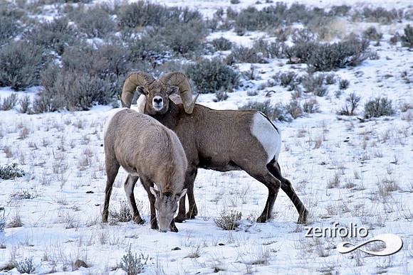 bighorn sheep (25)