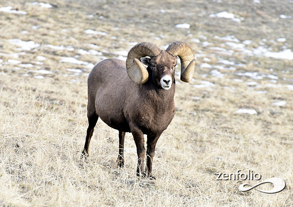 bighorn rams (4)